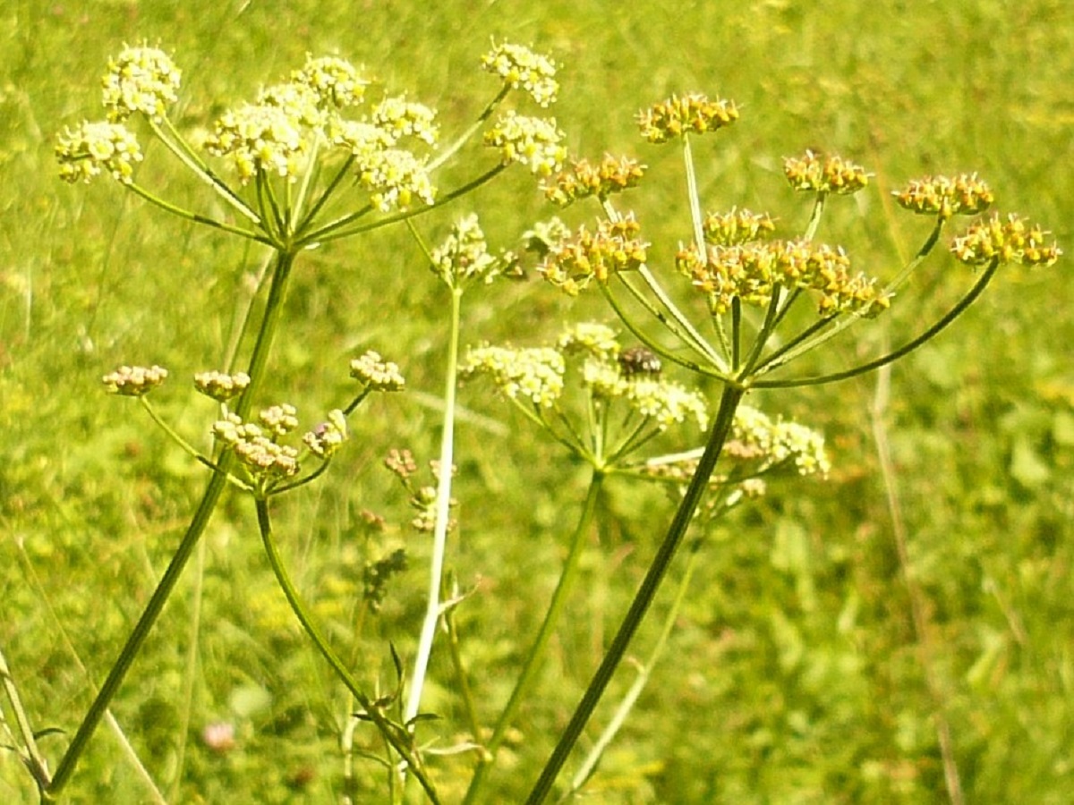 Silaum silaus var. silaus (Apiaceae)